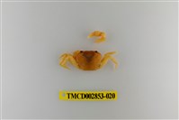 藏品(太魯閣澤蟹)的圖片